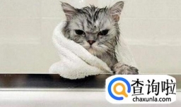 多大的猫咪可以洗澡