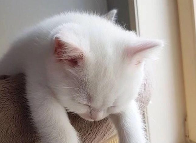 吸猫摊是什么职业