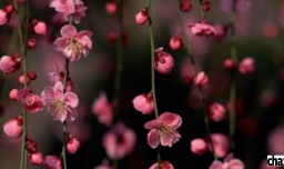 如何用单反拍照好看