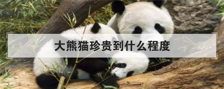 大熊猫珍贵到什么程度