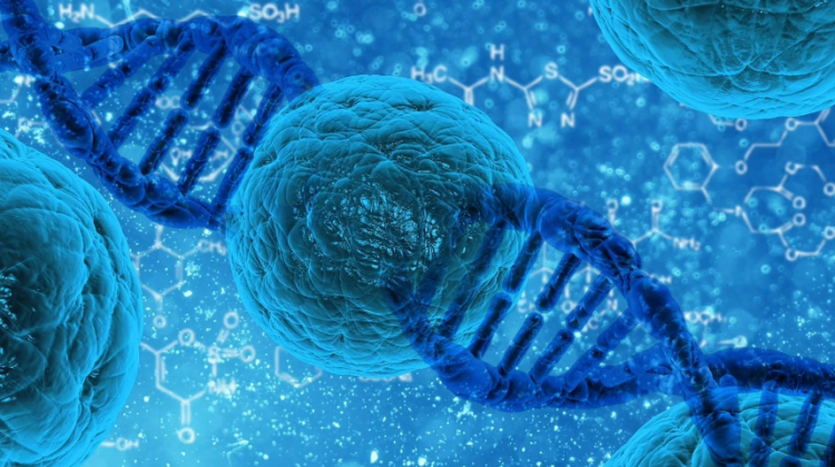 细胞核的功能是什么