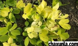 花生叶子发黄的原因