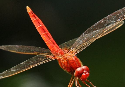 蜻蜓吃什么