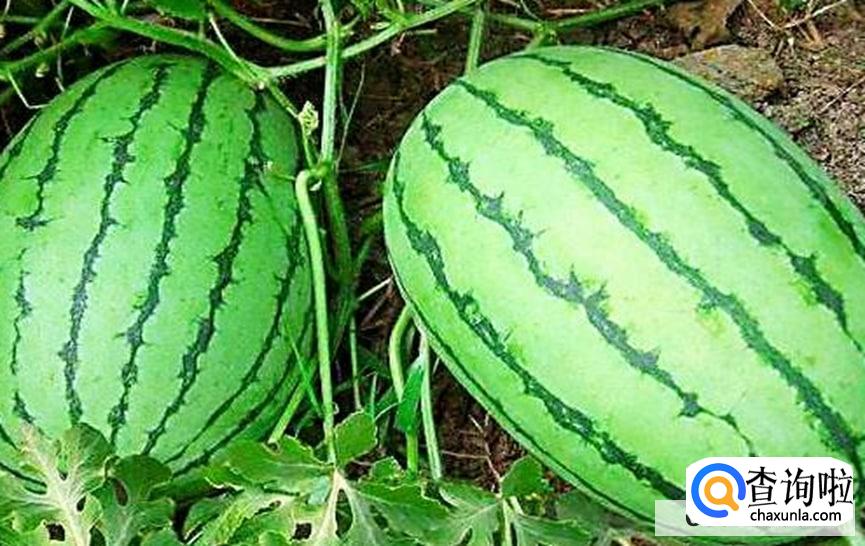 如何挑选成熟又好吃的西瓜？