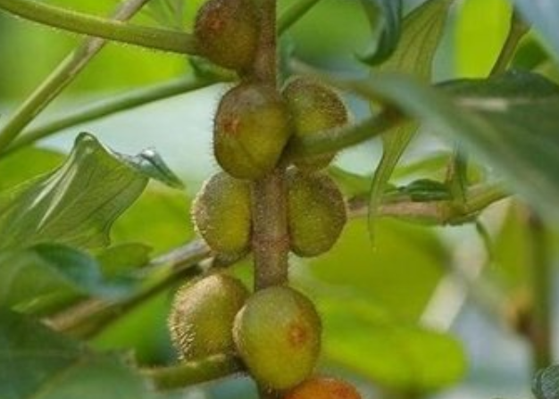 五指毛桃是什么