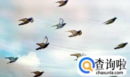 如何延长赛鸽的家飞时间？