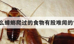 为什么蟑螂爬过的食物有股难闻的气味