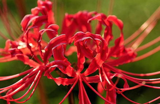 秋天开的花有哪些