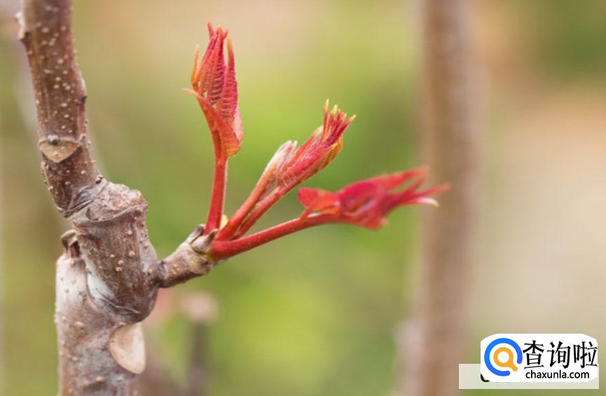 香椿扦插生根最快方法有吗