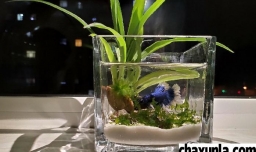 养鱼需要注意什么