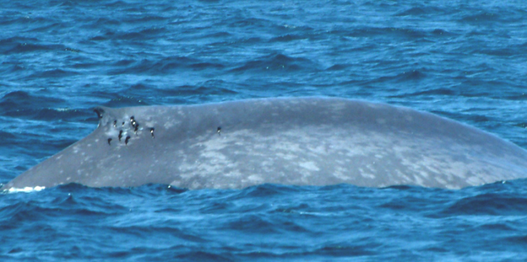 世界上最恐怖的鲸鱼