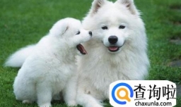 如何选择养猫还是养狗