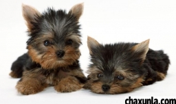 什么人适合养宠物