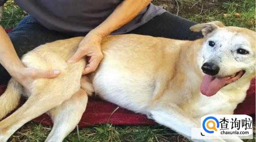 狗狗患上风湿病的原因是什么?