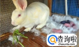 如何知道你的兔子是否怀孕
