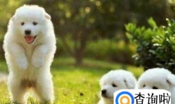 萨摩耶一直扑人怎么办，怎么训练萨摩耶不扑人