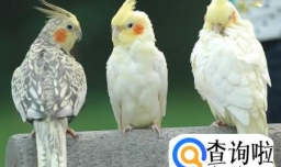 玄凤鹦鹉 品种以及价格