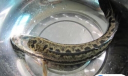 家常小菜一碟：想伤口恢复快怎么煮柴鱼汤