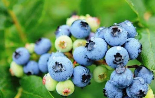 蓝莓对眼睛有什么好处