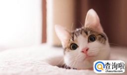 同猫咪一起生活的七个原则。