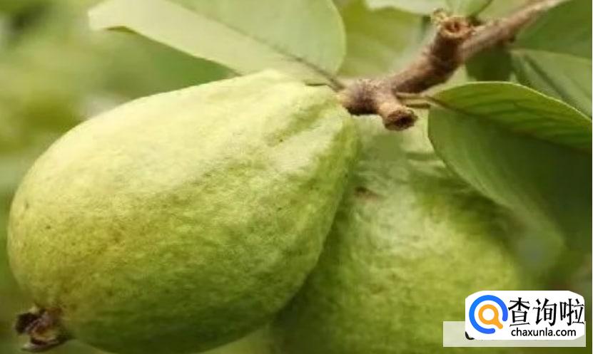 低糖水果都有哪些