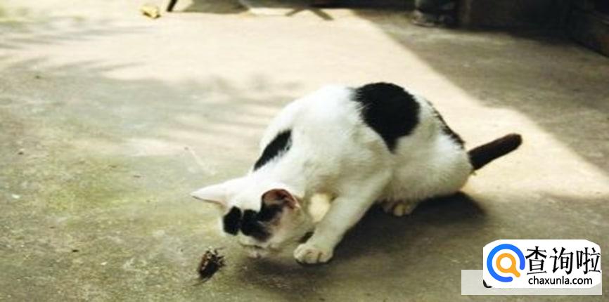 为什么说好奇害死猫?