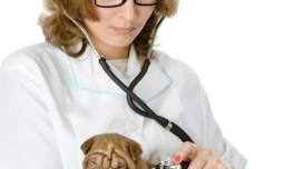 新西兰兽医专业怎么样