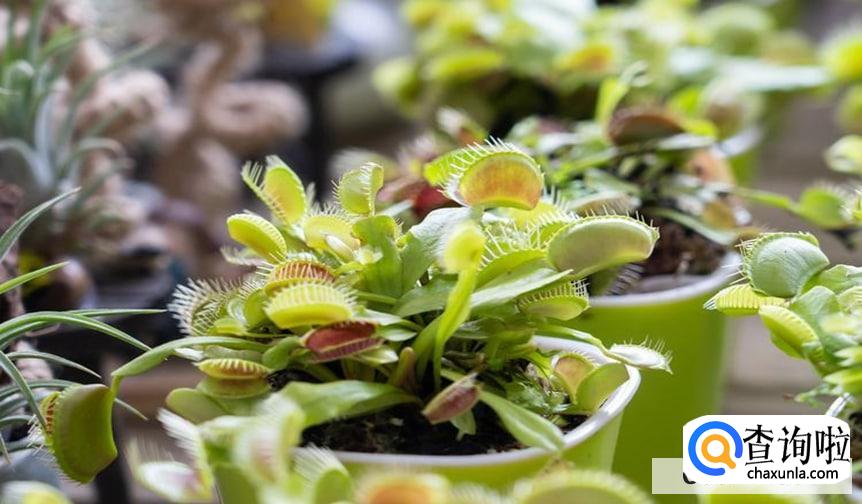 捕蝇草发黑怎么办