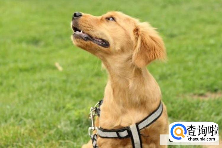 怎么才能调教出一个听话的狗狗？