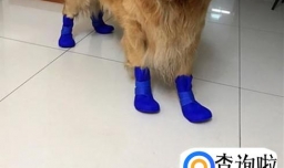 下雨天怎样正确溜狗？