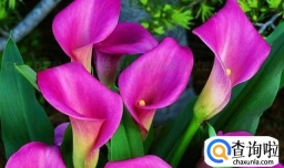 彩色马蹄莲的养殖方法