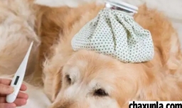 2个月的狗狗感冒怎么办