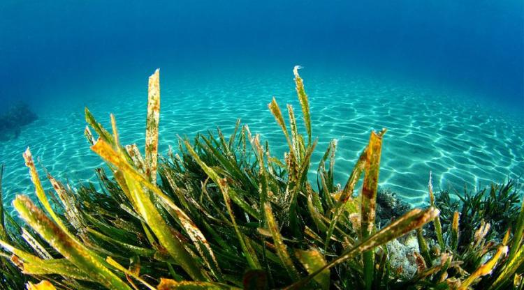 海澡是怎么产生的