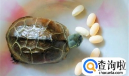 乌龟要怎么养才养的久