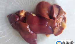 自制的鸡肝狗粮