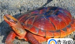 如何寻找野生金钱龟