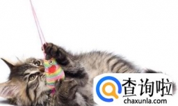 如何识别猫的情绪