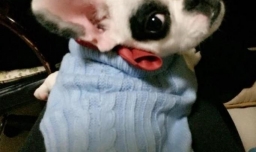 冬天狗会感觉冷吗