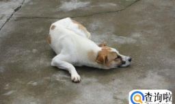 怎样防止狗狗被偷