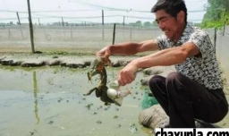 饲养青蛙的方法