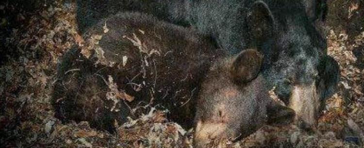 冬眠的动物有什么？