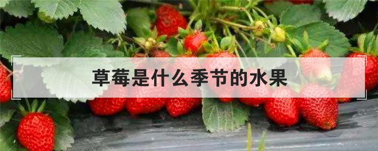 草莓是什么季节的水果