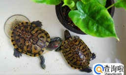 教你如何挑选巴西龟