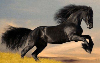 1978年属什么生肖