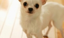 吉娃娃怎么吃米饭最好,吉娃娃可以吃剩菜剩饭吗