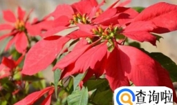 一品红如何养护？
