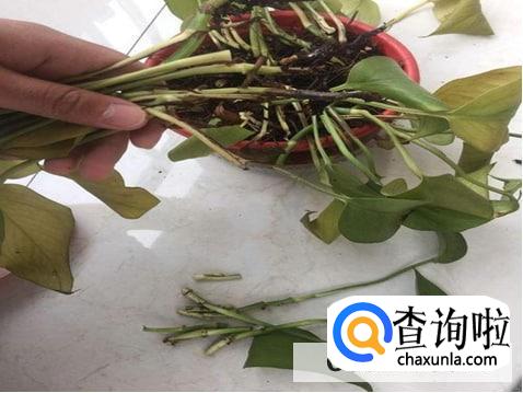 绿萝烂根最简单的处理方法是什么