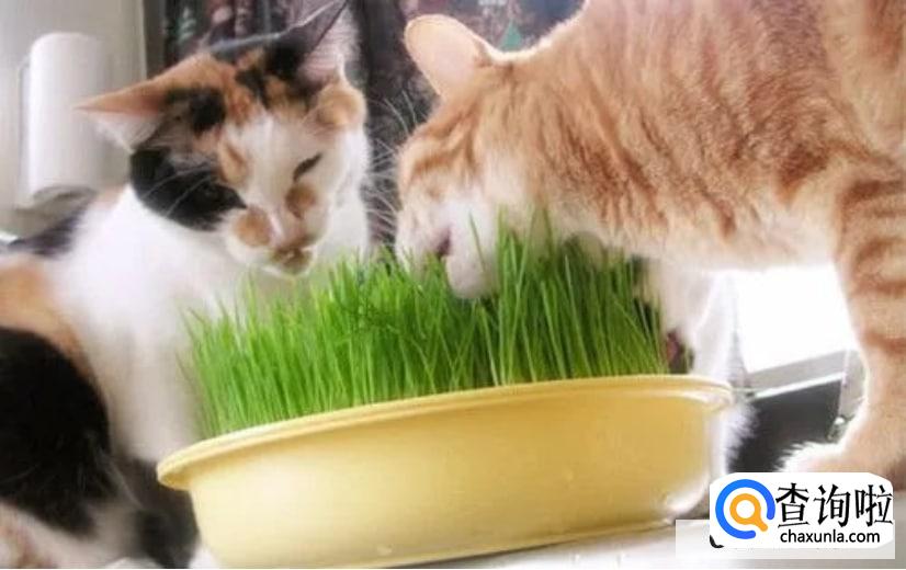 如何纠正猫咪破坏植物