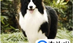 怎样鉴别边境牧羊犬