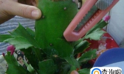 怎样嫁接多层蟹爪兰